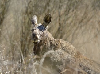The young moose left the forest.