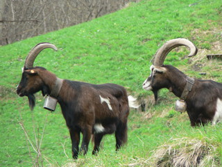 Goats looking around
