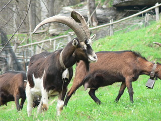 Goats walking in the grass