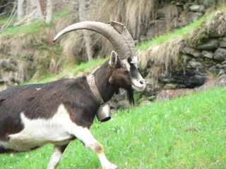 Goat walking in the grass