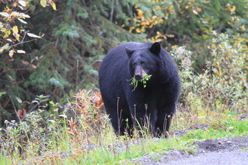 random encounter on road with black bear in Canada