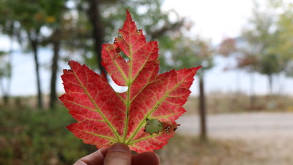 Canadian leaf