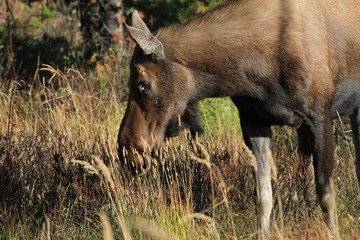 Closeup of a female moose near Maligne Lake, Canada
