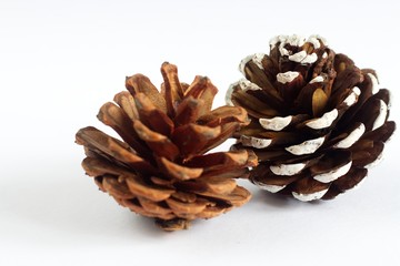 Two pine cones on white background.