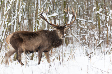 Single adult noble deer with big beautiful horns with snow in winter forest. European wildlife landscape with snow and deer with big antlers