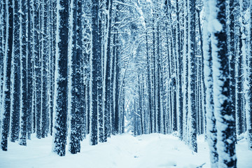 Winter snowy forest. Winter Nature  landscape outdoor background. Toned.