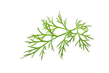 Fresh twig dill closeup isolated.