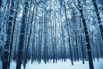 Fototapeta premium Winter snowy forest. Winter Nature landscape outdoor background. Toned.