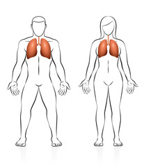 Lungs - comparison of lung volume - male and female body - isolated vector illustration on white background.