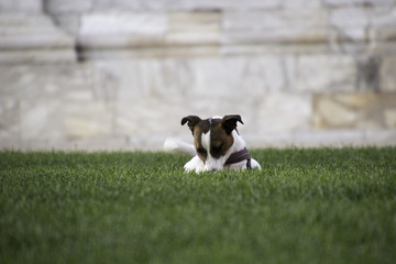 Dog playing in Pise, Italy