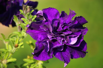 Naklejka premium Purple flower close up on green background