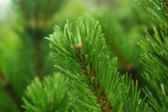 Pine macro. Water drops on the needles of a pine