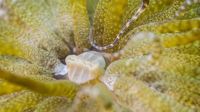 Sea anemone close-up, Lembeh, Indonesia