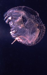 Jelly fish underwater