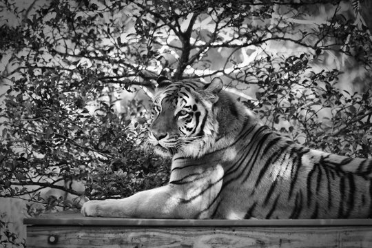 A Tiger Portrait in Black and White