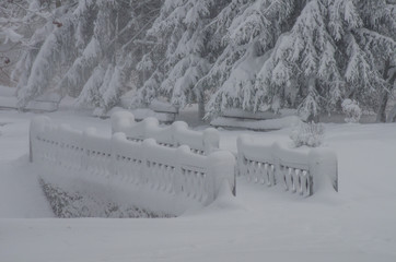 Morning after a snowfall in the park