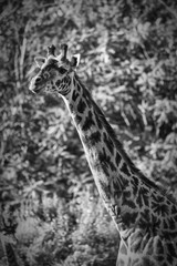 The Giraffe Black and White