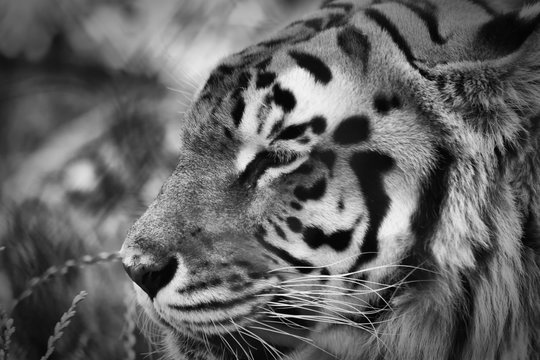A Tiger Portrait in Black and White