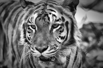 A Tiger Portrait in Black and White