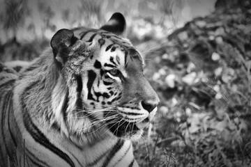 A Tiger Portrait in Black and White