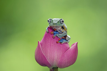 Obraz premium Tree frog, Javan tree frog, flying frog