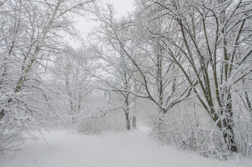 Fototapeta na wymiar White forest after snowfall