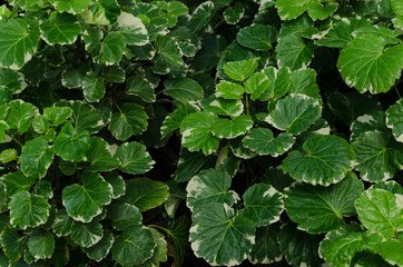 Dinner Plate Plant (Polyscias scutellaria “Variegata”)