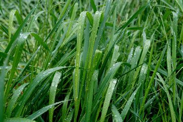 Fototapeta na wymiar Stalk of grass covered with rain