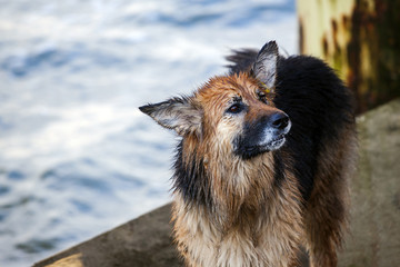 wet dog by the sea