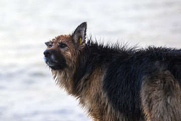 wet dog by the sea