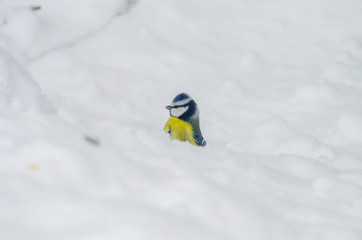 Funny titmouse look out of a snowdrift