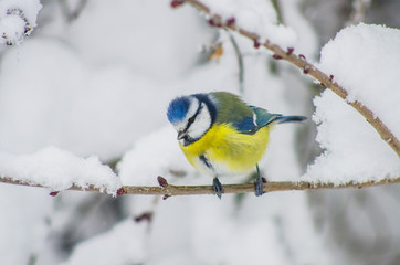 Titmouse sits on snow-covered branches in the park