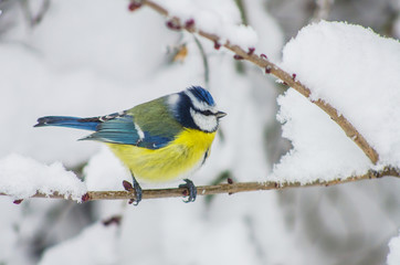 Titmouse sits on snow-covered branches in the park