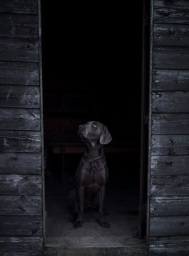 Weimaraner dog standing in wooden cabin