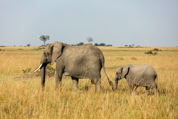 Obraz premium Elephants in Africa