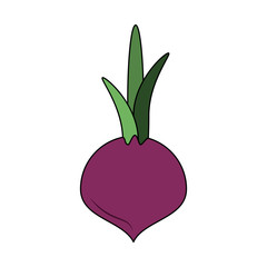Onion vegetable isolated