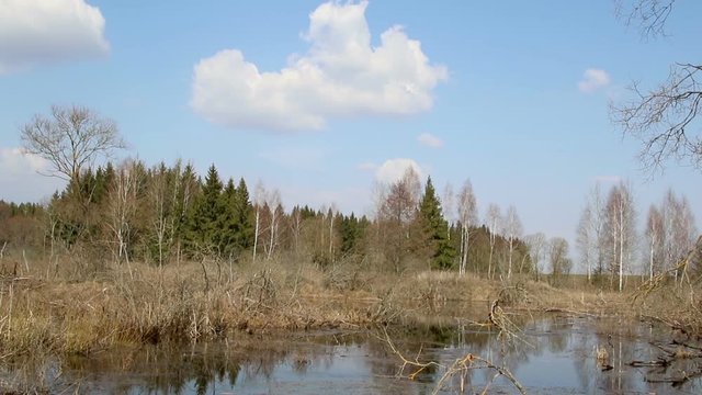 Spring landscape of a bog