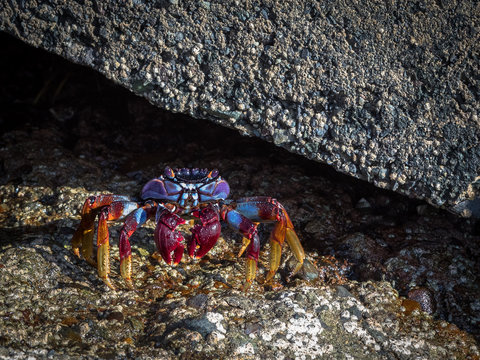 Grapsus adscensionis - red rock crab, standing on a rock in Puerto Rico, Gran Canaria, Spain