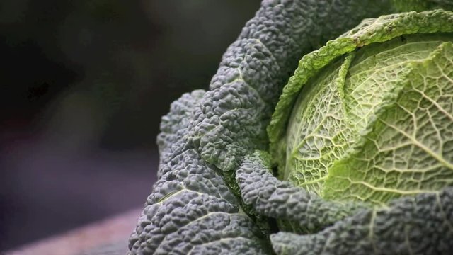 Wirsing Kohl Kohlkopf langsamer Schwenk über Gemüse, HD 1080 Video mit 25 fps