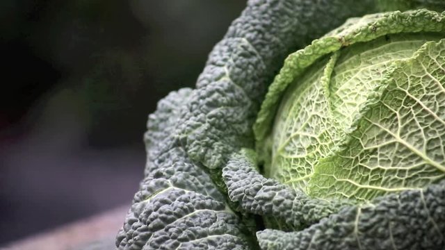 Wirsing Kohl Kohlkopf langsamer Schwenk &uuml;ber Gem&uuml;se, HD 1080 Video mit 25 fps