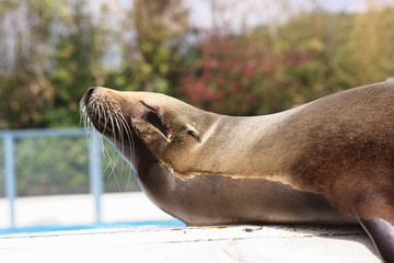 Fototapeta premium Otarie au zoo de Beauval