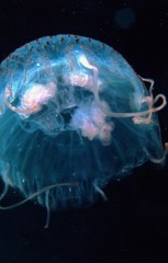 Jelly fish macro