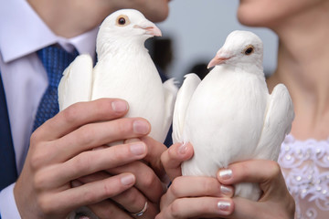 White doves in the hands of the bride and groom