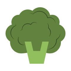 Broccoli vegetable isolated