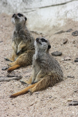 Suricate au zoo de Beauval