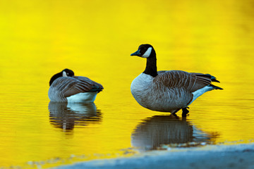 Canada goose (Branta canadensis)