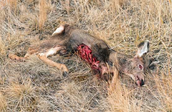 North West White Tailed Deer (Odocoileus virginianus) falls prey to coyote