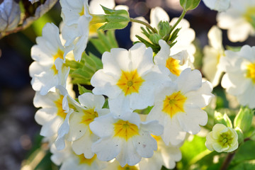 flower closeup