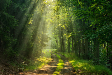 Fototapeta premium Szlak turystyczny przez zielony las, promienie słońca przez poranną mgłę