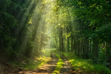 Selbstklebende Fototapeten Wanderweg durch grünen Wald, Sonnenstrahlen durch Morgennebel © AVTG